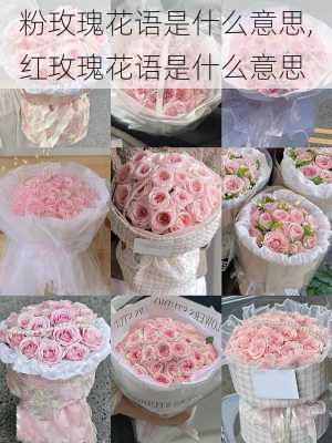 粉玫瑰花语是什么意思,红玫瑰花语是什么意思