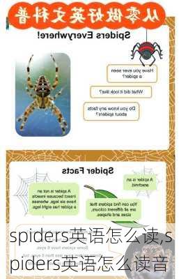 spiders英语怎么读,spiders英语怎么读音